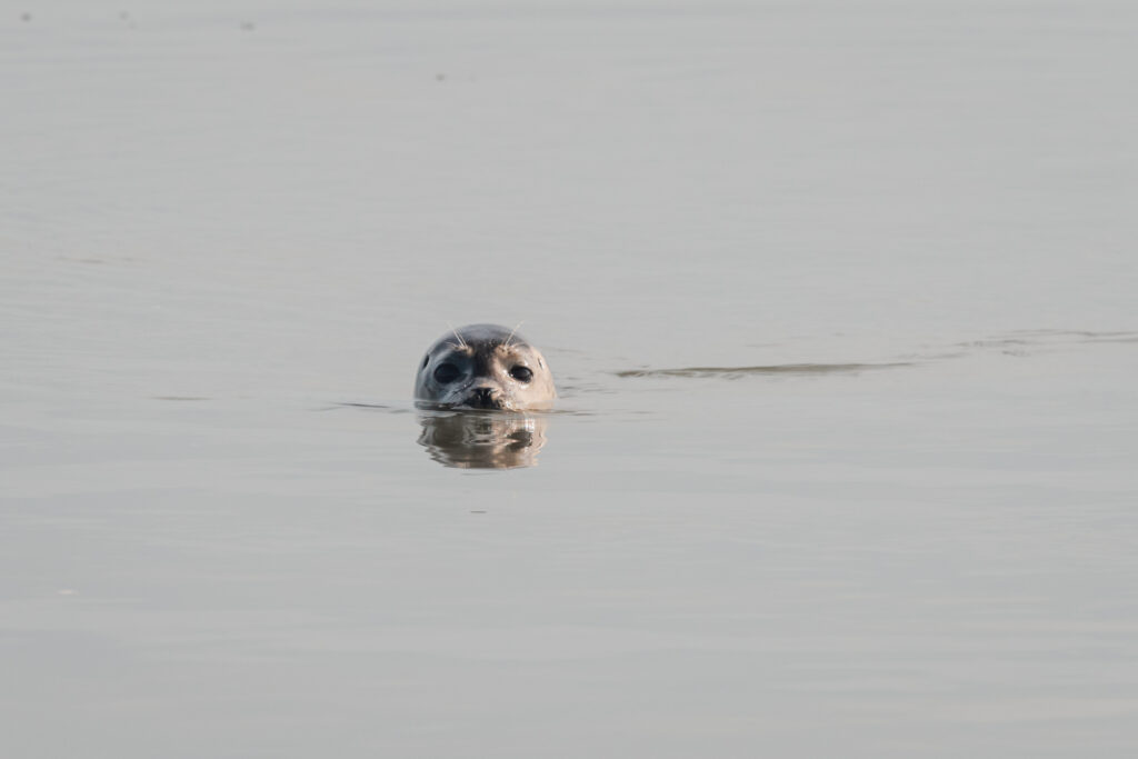 Un phoque dans l'estuaire du Légué le 17 octobre 2024